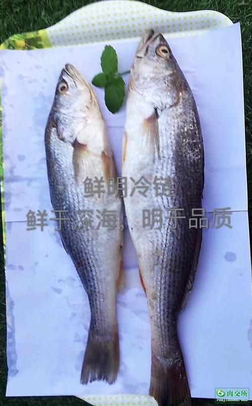 廣東鱭魚圖片,廣東鱭魚高清實拍圖片 龍魚論壇 第14張 廣東鱭魚圖片,廣東鱭魚高清實拍圖片 廣東鱭魚圖片,廣東鱭魚高清實拍圖片 龍魚論壇 第14張