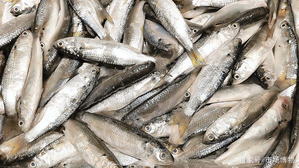 廣東鱭魚圖片,廣東鱭魚高清實拍圖片 龍魚論壇 第27張 廣東鱭魚圖片,廣東鱭魚高清實拍圖片 廣東鱭魚圖片,廣東鱭魚高清實拍圖片 龍魚論壇 第27張