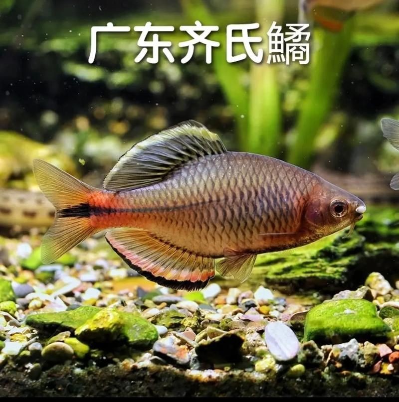 廣東鱭魚圖片,廣東鱭魚高清實拍圖片 龍魚論壇 第10張 廣東鱭魚圖片,廣東鱭魚高清實拍圖片 廣東鱭魚圖片,廣東鱭魚高清實拍圖片 龍魚論壇 第10張