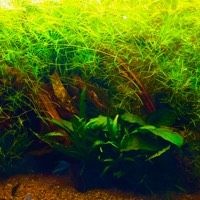 好魚糧好還是不好魚糧好，好魚糧VS劣魚糧，科學養(yǎng)
