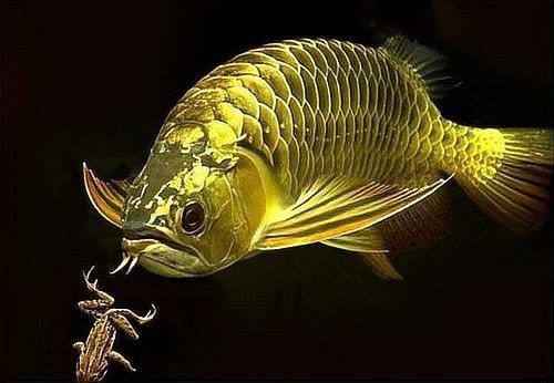 好魚糧好還是不好魚糧好，好魚糧VS劣魚糧，科學養(yǎng)