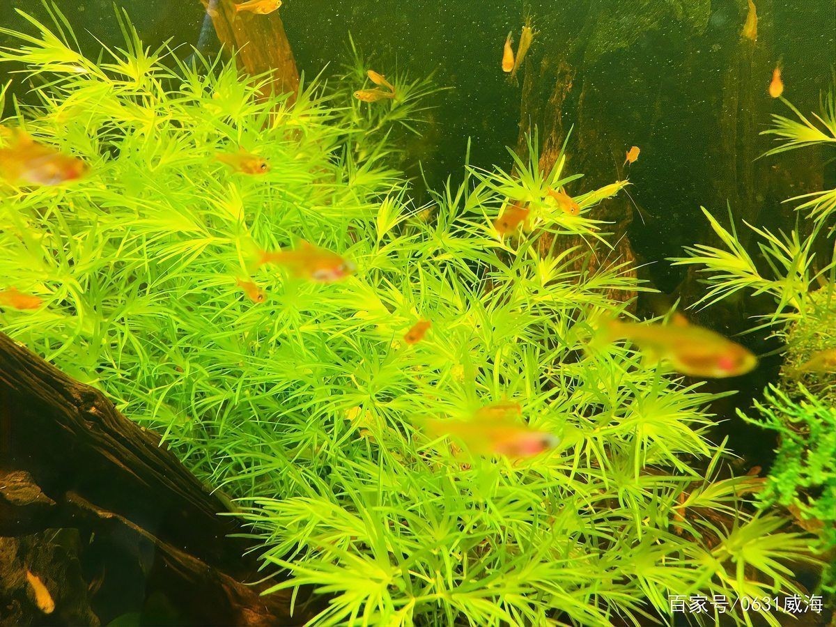 好魚糧好還是不好魚糧好，好魚糧VS劣魚糧，科學養(yǎng)