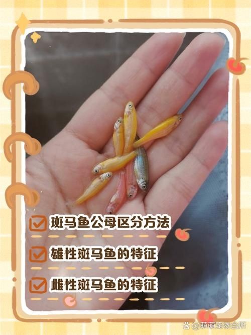 斑馬魚公母對照圖，斑馬魚雌雄特征高清對照