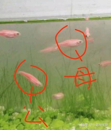 斑馬魚公母對照圖，斑馬魚雌雄特征高清對照