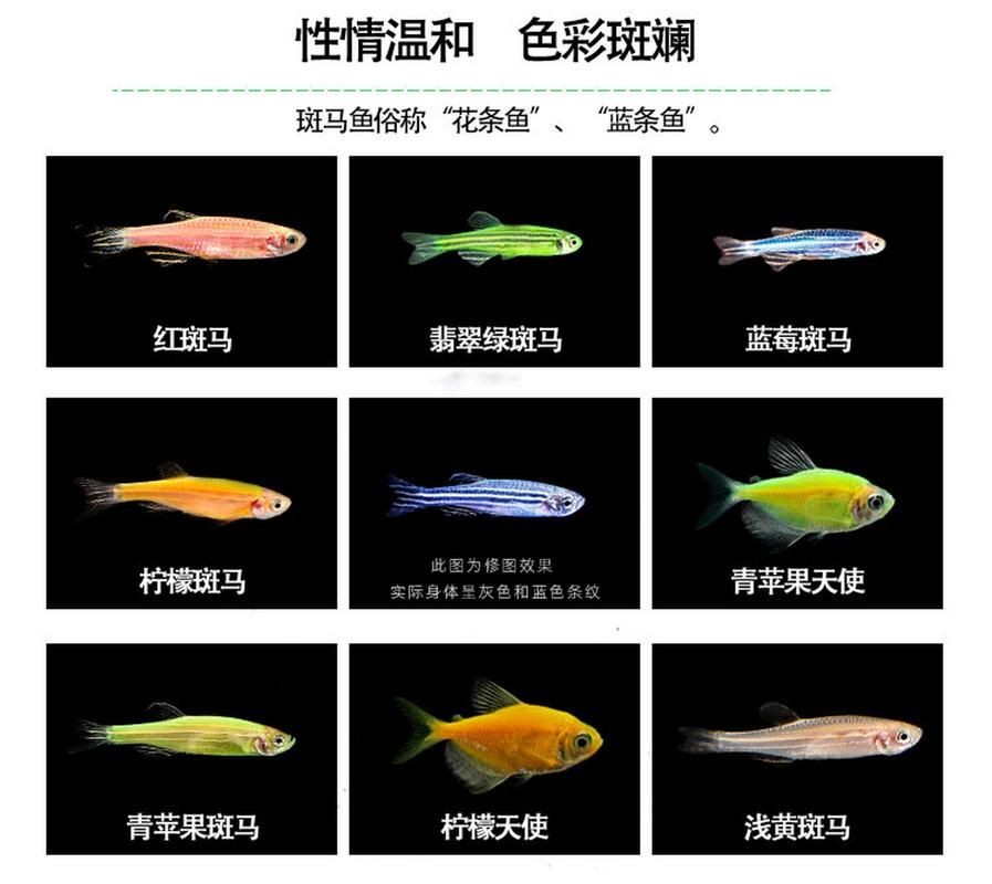 斑馬魚公母對照圖，斑馬魚雌雄特征高清對照