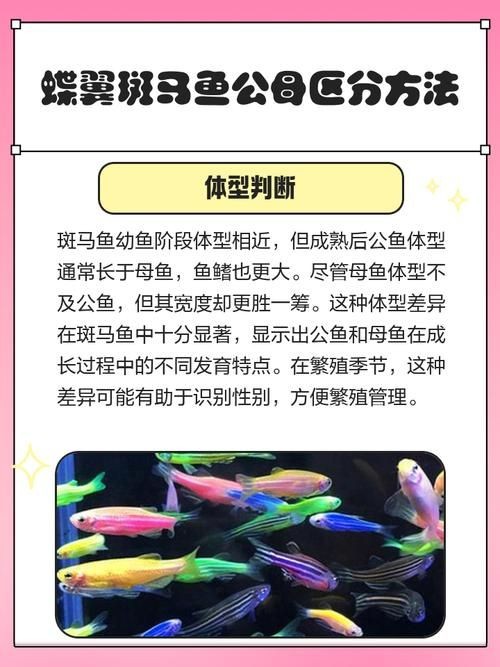 斑馬魚公母對照圖，斑馬魚雌雄特征高清對照