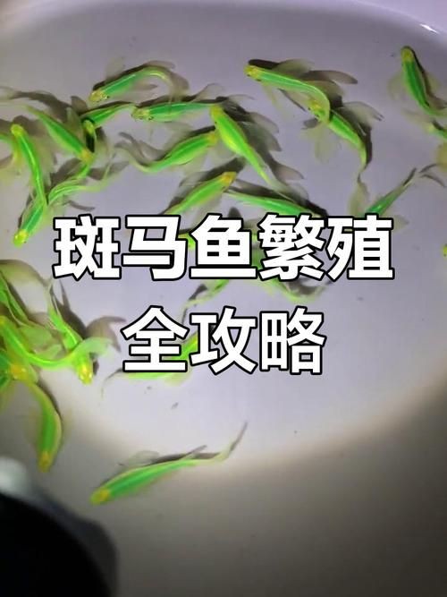 斑馬魚公母對照圖，斑馬魚雌雄特征高清對照