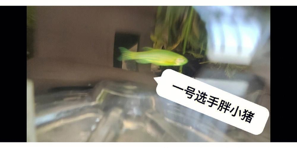 金龍魚畫法立體：在金龍魚畫法中，如何在使用金龍魚畫法進行立體畫法
