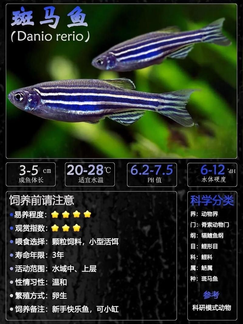 斑馬魚公母對照圖，斑馬魚雌雄特征高清對照