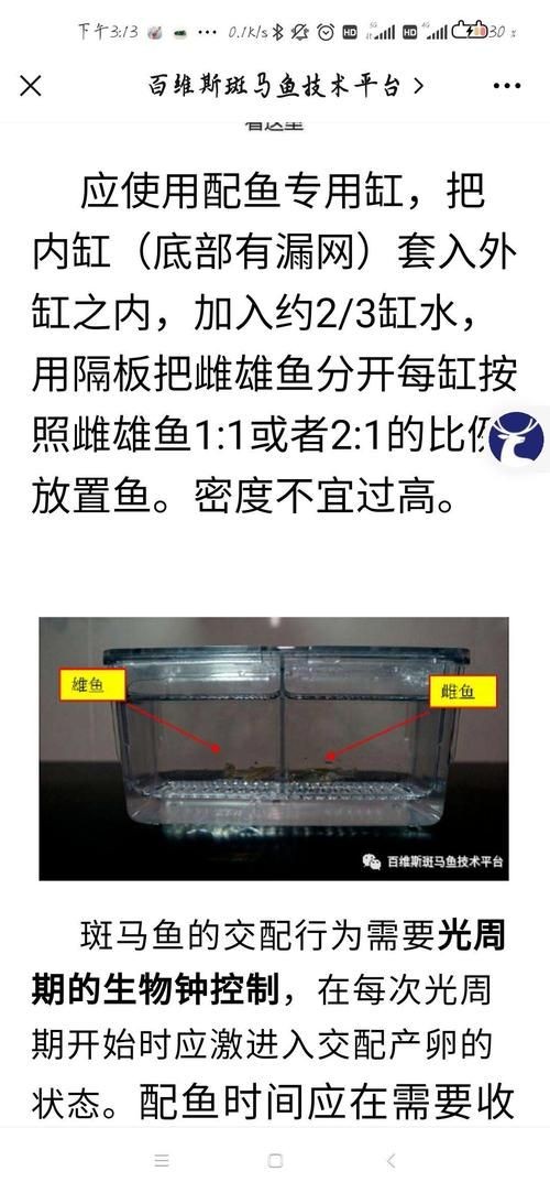 斑馬魚公母對照圖，斑馬魚雌雄特征高清對照