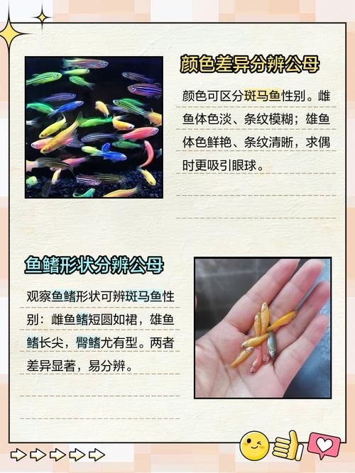 斑馬魚公母對照圖，斑馬魚雌雄特征高清對照