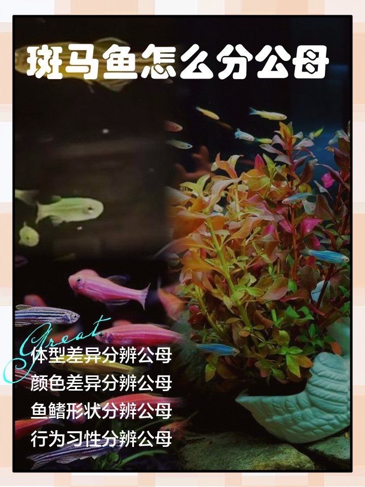 斑馬魚公母對照圖，斑馬魚雌雄特征高清對照