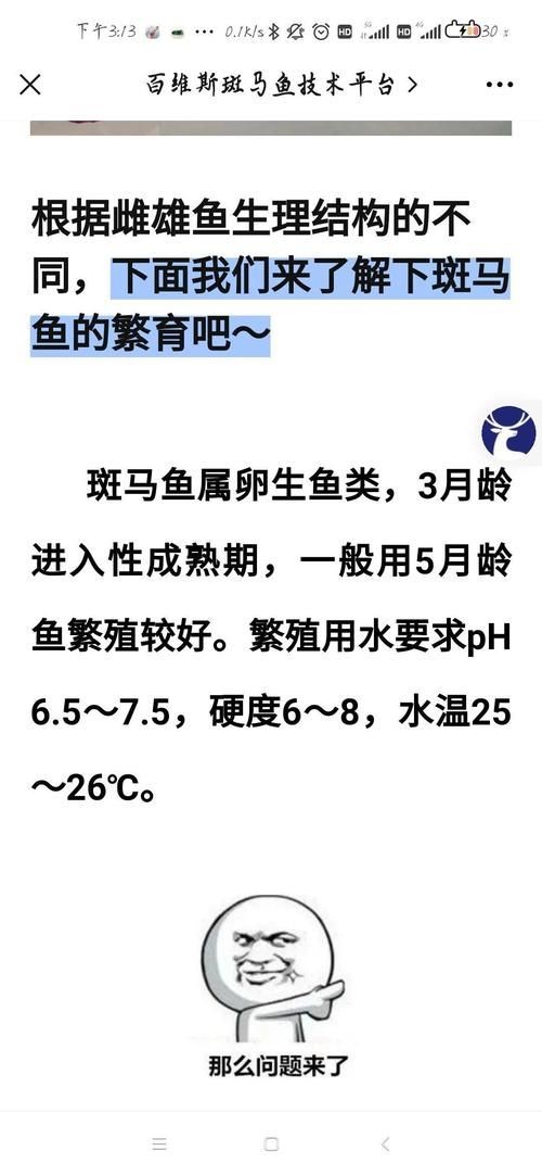 斑馬魚公母對照圖，斑馬魚雌雄特征高清對照