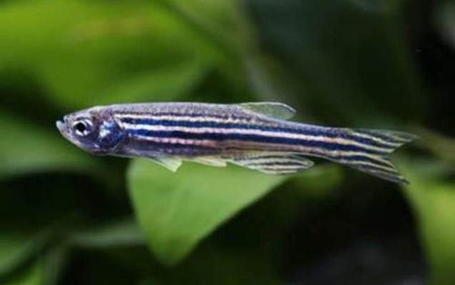 斑馬魚公母對照圖，斑馬魚雌雄特征高清對照