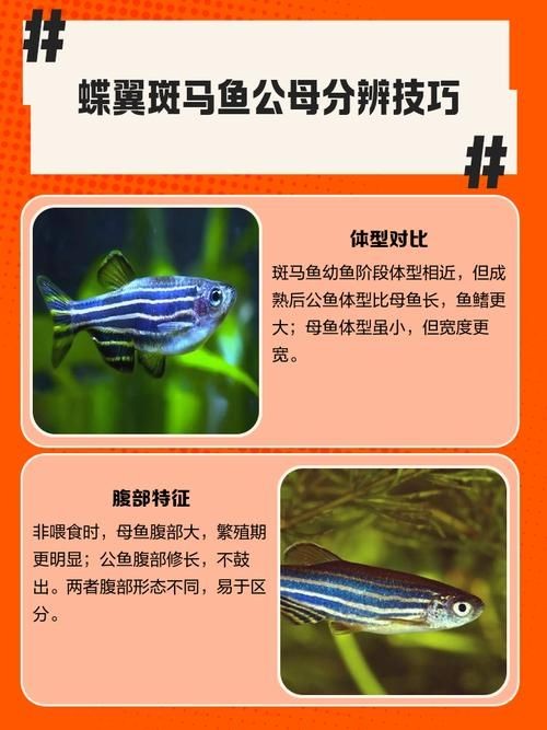 斑馬魚公母對照圖，斑馬魚雌雄特征高清對照