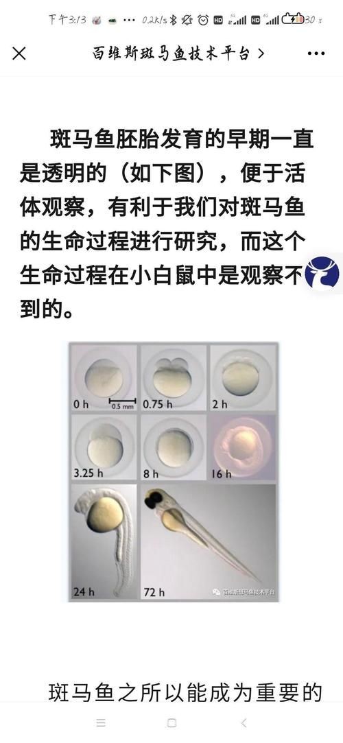 斑馬魚公母對照圖，斑馬魚雌雄特征高清對照