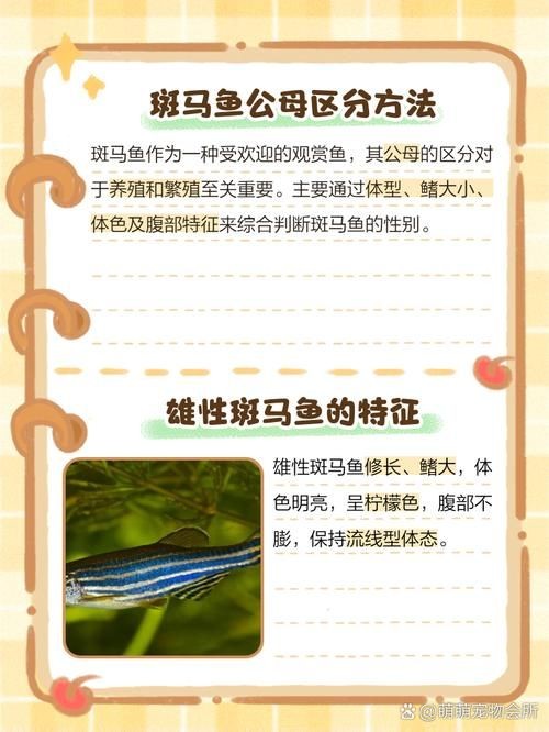 斑馬魚公母對照圖，斑馬魚雌雄特征高清對照