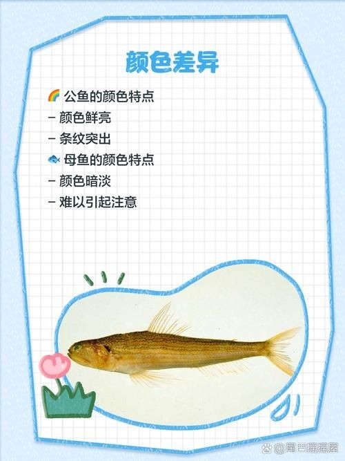 斑馬魚公母對照圖，斑馬魚雌雄特征高清對照