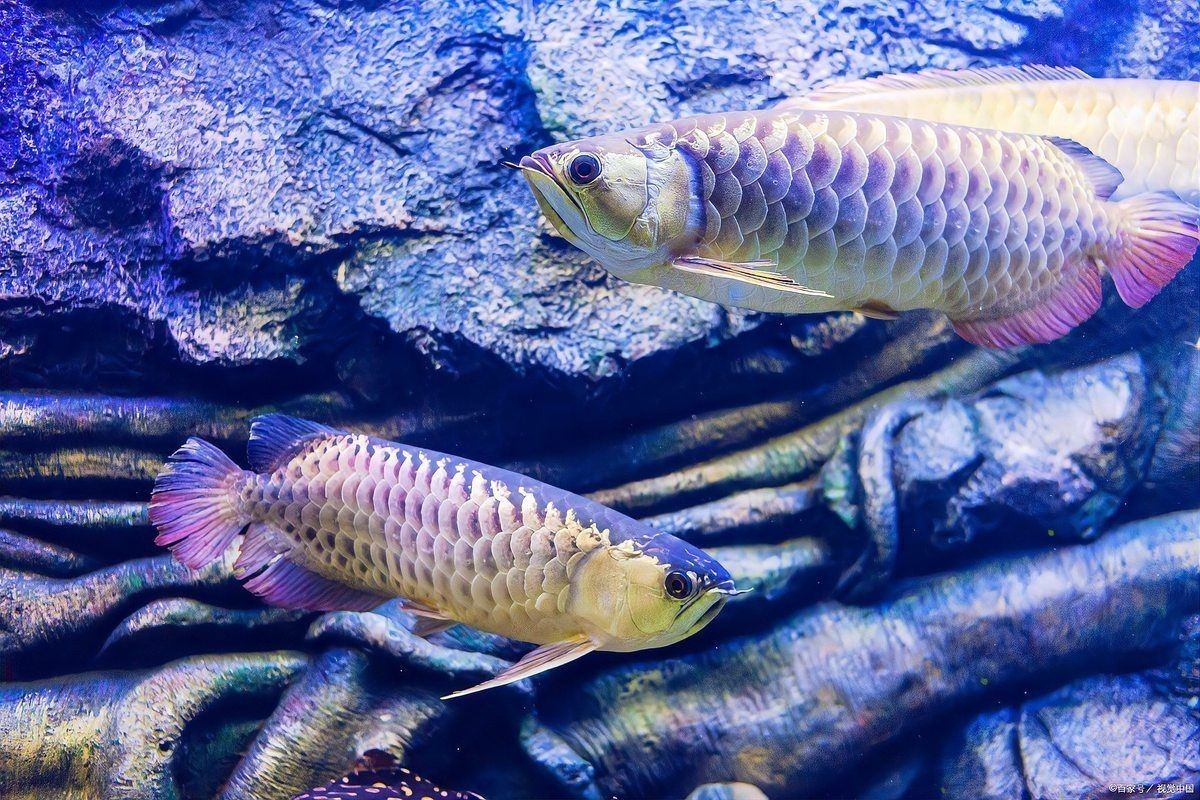 紅龍魚不愛游動怎么回事，紅龍魚不愛游動的原因 紅龍魚不愛游動怎么回事，紅龍魚不愛游動的原因 龍魚百科 第4張