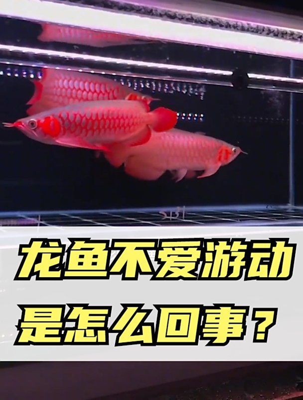 紅龍魚不愛游動怎么回事，紅龍魚不愛游動的原因 紅龍魚不愛游動怎么回事，紅龍魚不愛游動的原因 龍魚百科 第12張