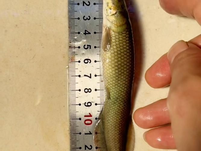 巨骨舌魚1-2cm照片，巨骨舌魚幼體高清實拍，1-2厘米珍稀體型特