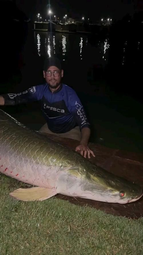 龍魚腮寄病自愈后如何護理？，龍魚腮寄病能否自愈 龍魚腮寄病自愈后如何護理？，龍魚腮寄病能否自愈 龍魚百科 第2張