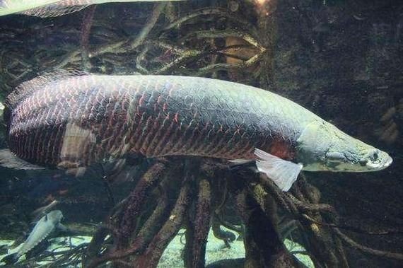 巨骨舌魚1-2cm照片，巨骨舌魚幼體高清實拍，1-2厘米珍稀體型特