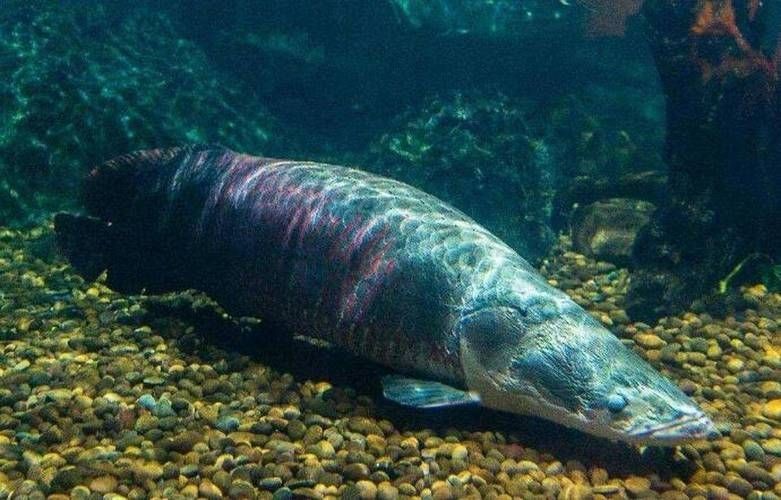巨骨舌魚1-2cm照片，巨骨舌魚幼體高清實拍，1-2厘米珍稀體型特