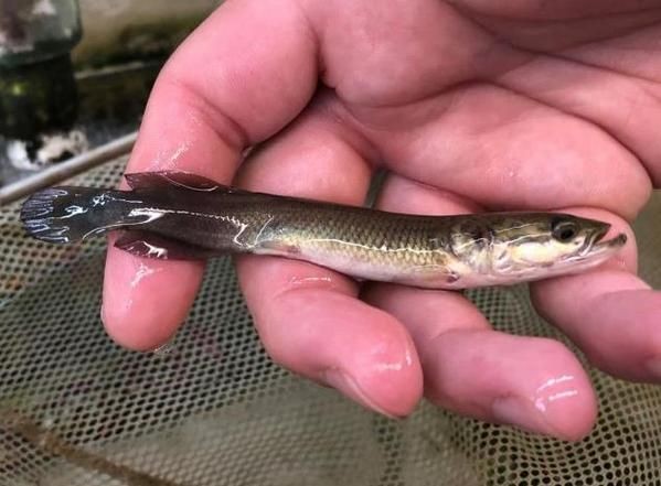 巨骨舌魚1-2cm照片，巨骨舌魚幼體高清實拍，1-2厘米珍稀體型特
