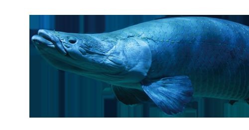 巨骨舌魚1-2cm照片，巨骨舌魚幼體高清實拍，1-2厘米珍稀體型特