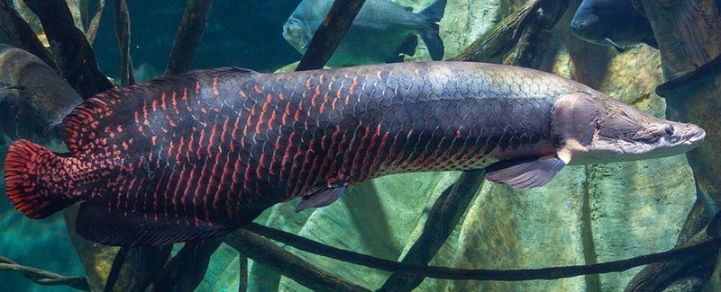 巨骨舌魚1-2cm照片，巨骨舌魚幼體高清實拍，1-2厘米珍稀體型特