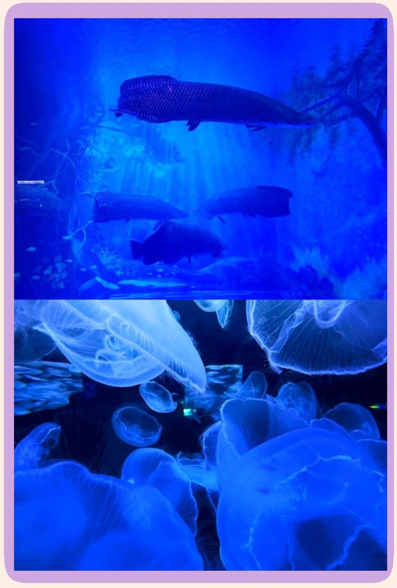 臨沂水族館,探秘臨沂水族館,解鎖海底世界的奇妙 全國水族館企業名錄 第3張 臨沂水族館,探秘臨沂水族館,解鎖海底世界的奇妙 臨沂水族館,探秘臨沂水族館,解鎖海底世界的奇妙 全國水族館企業名錄 第3張