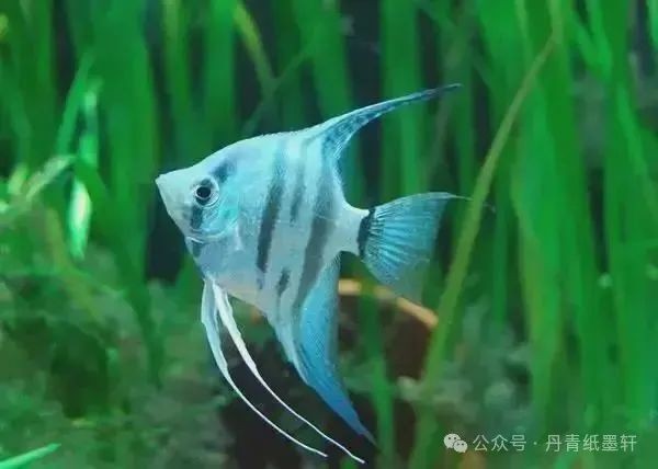 國畫魚寫意，墨趣橫生，國畫寫