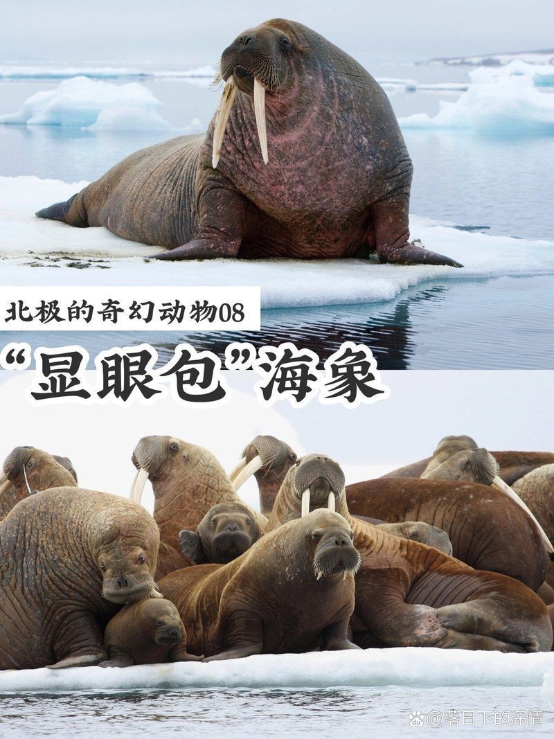 海象的功效與作用吃法，海象的藥用價(jià)值與養(yǎng)生功效，詳細(xì)解析其作用及多種食用 海象的功效與作用吃法，海象的藥用價(jià)值與養(yǎng)生功效，詳細(xì)解析其作用及多種食用 龍魚論壇 第4張