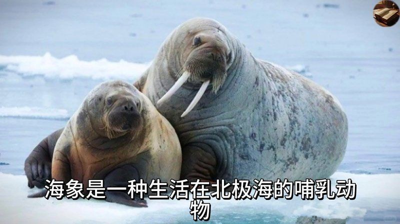 海象的功效與作用吃法，海象的藥用價(jià)值與養(yǎng)生功效，詳細(xì)解析其作用及多種食用 海象的功效與作用吃法，海象的藥用價(jià)值與養(yǎng)生功效，詳細(xì)解析其作用及多種食用 龍魚論壇 第8張