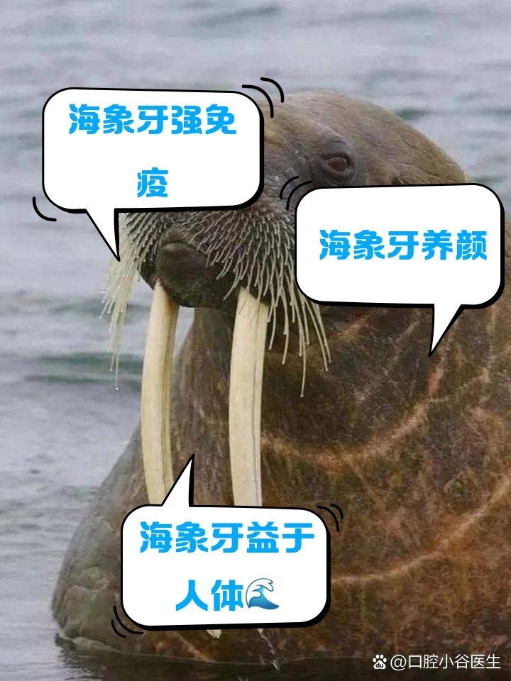 海象的功效與作用吃法，海象的藥用價(jià)值與養(yǎng)生功效，詳細(xì)解析其作用及多種食用 海象的功效與作用吃法，海象的藥用價(jià)值與養(yǎng)生功效，詳細(xì)解析其作用及多種食用 龍魚論壇 第12張
