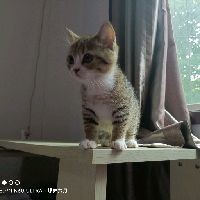 寵物貓和龍貓一起養的好處，揭秘！寵物貓與龍貓