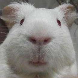 寵物貓和龍貓一起養的好處，揭秘！寵物貓與龍貓