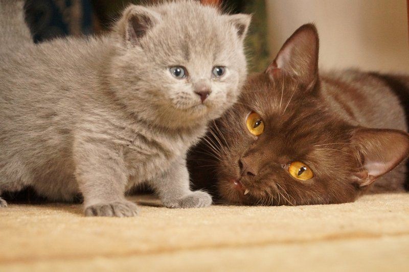 寵物貓和龍貓一起養(yǎng)的好處，揭秘！寵物貓與龍貓