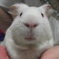 寵物貓和龍貓一起養的好處，揭秘！寵物貓與龍貓