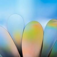 寵物貓和龍貓一起養的好處，揭秘！寵物貓與龍貓