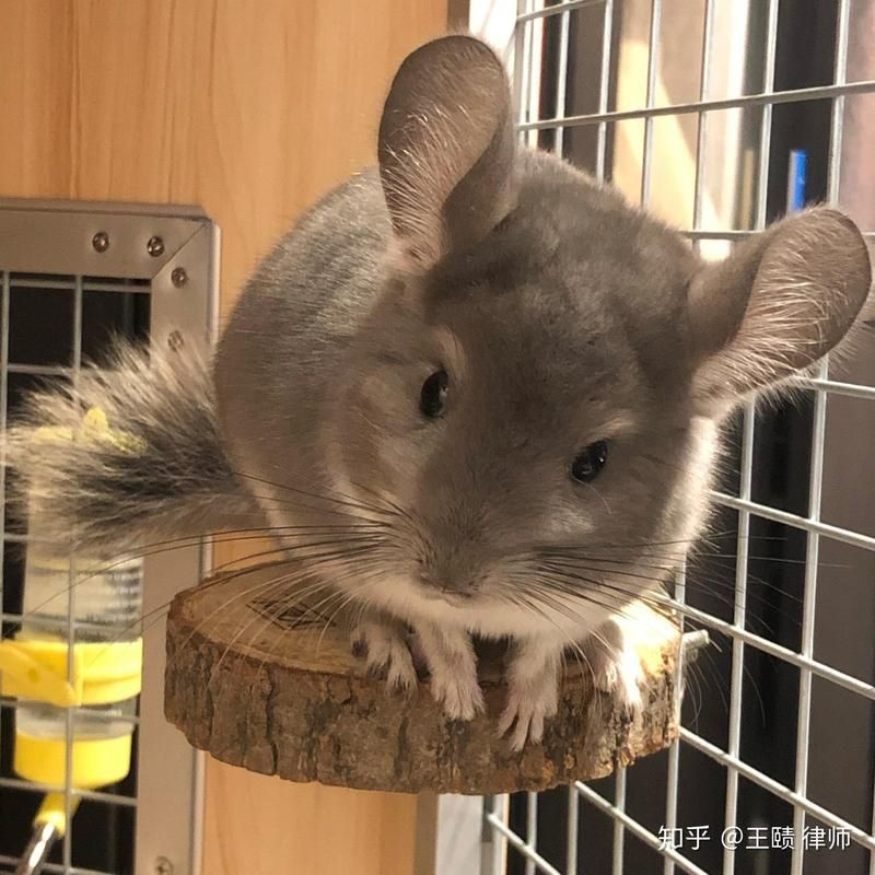 寵物貓和龍貓一起養的好處，揭秘！寵物貓與龍貓