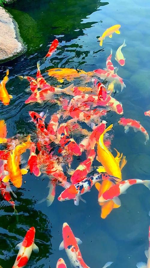 很靈的錦鯉圖，?轉發必旺！超靈驗錦鯉圖接好運暴擊