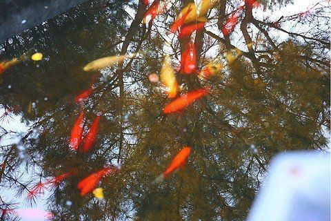 很靈的錦鯉圖，?轉發必旺！超靈驗錦鯉圖接好運暴擊