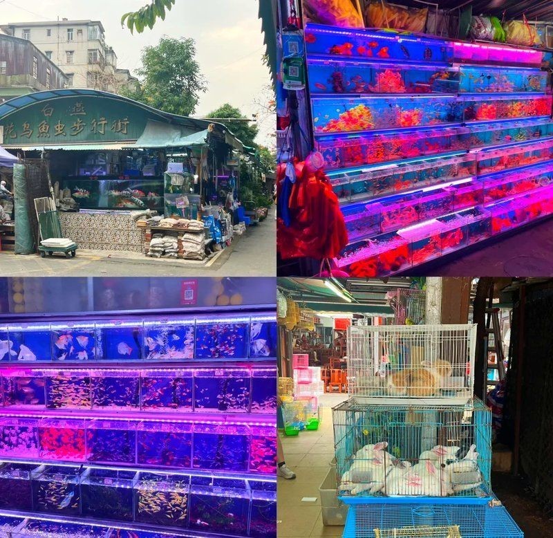 佛山魚缸批發(fā)市場，佛山魚缸批發(fā)市場_一站式