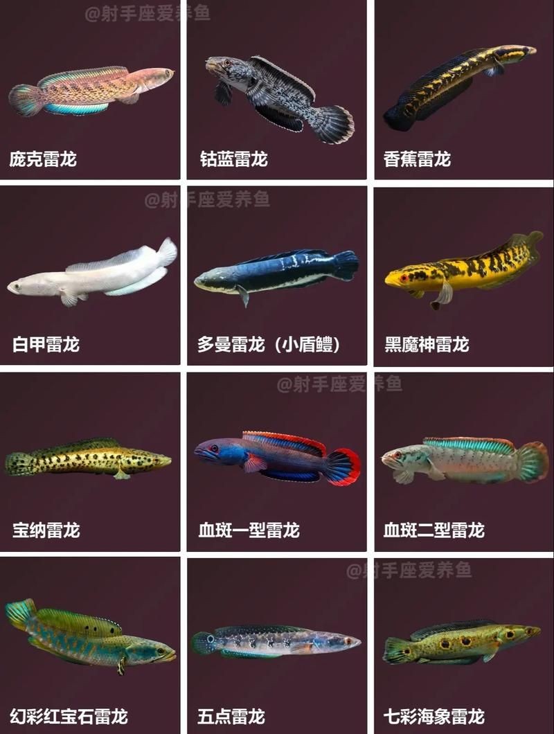 40個種雷龍魚圖片，40種雷龍魚高清圖鑒，超全品種