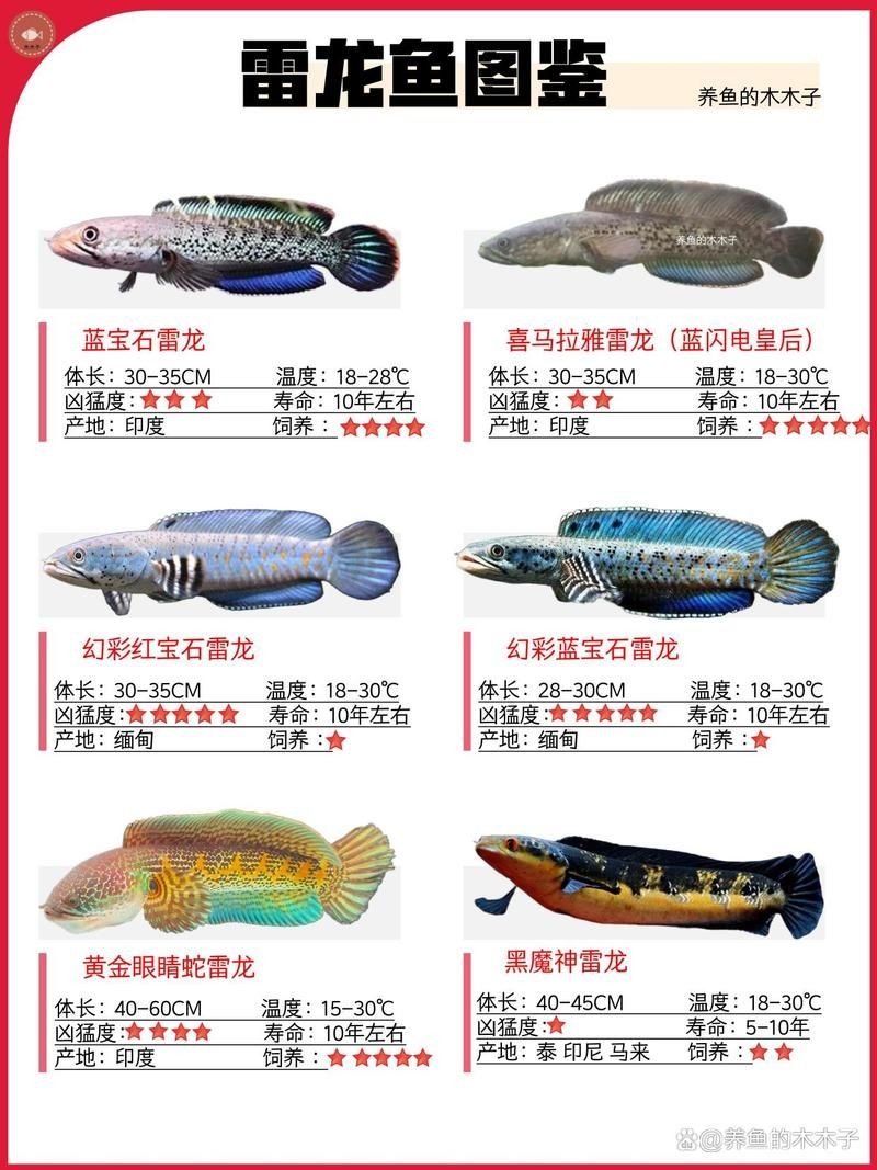 40個種雷龍魚圖片，40種雷龍魚高清圖鑒，超全品種