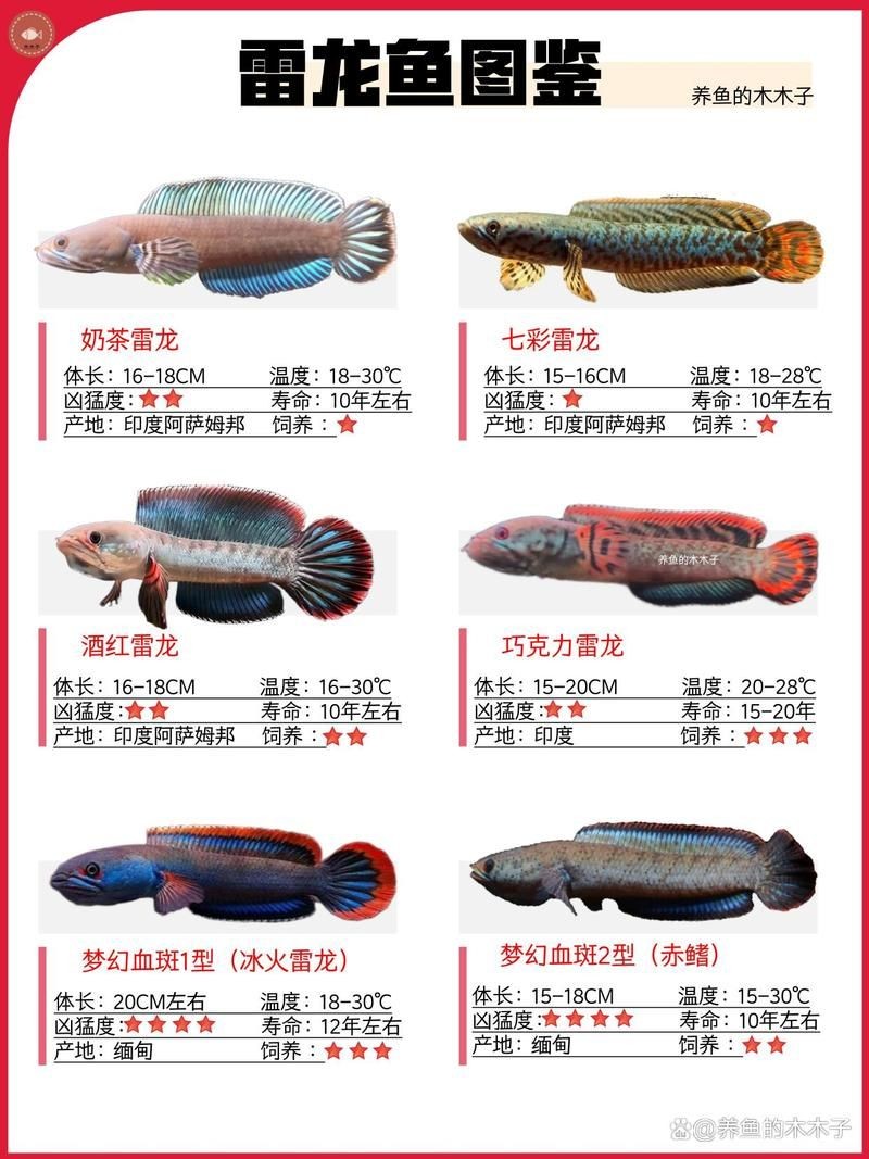 40個種雷龍魚圖片，40種雷龍魚高清圖鑒，超全品種