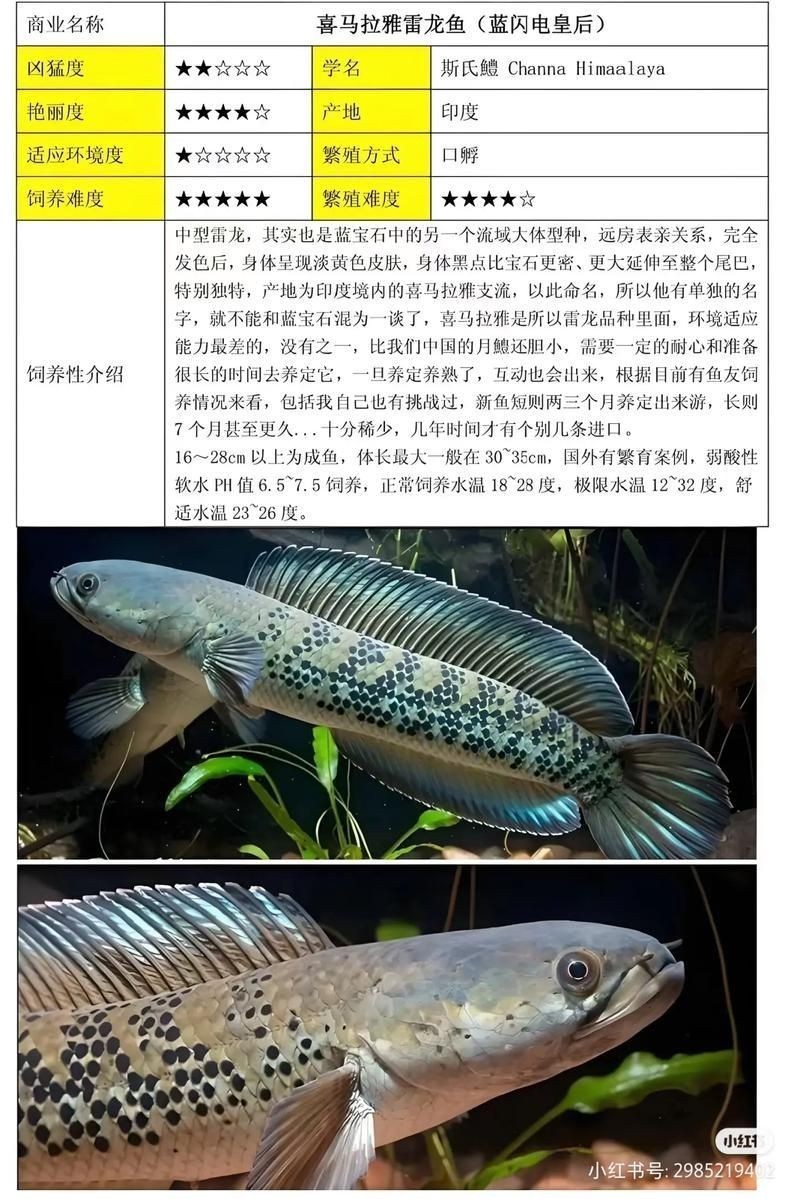 40個種雷龍魚圖片，40種雷龍魚高清圖鑒，超全品種