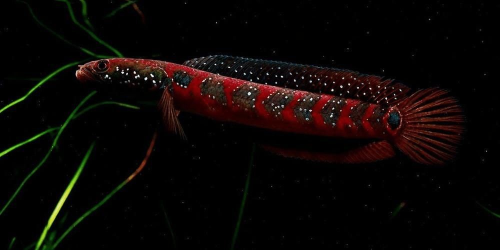 40個種雷龍魚圖片，40種雷龍魚高清圖鑒，超全品種